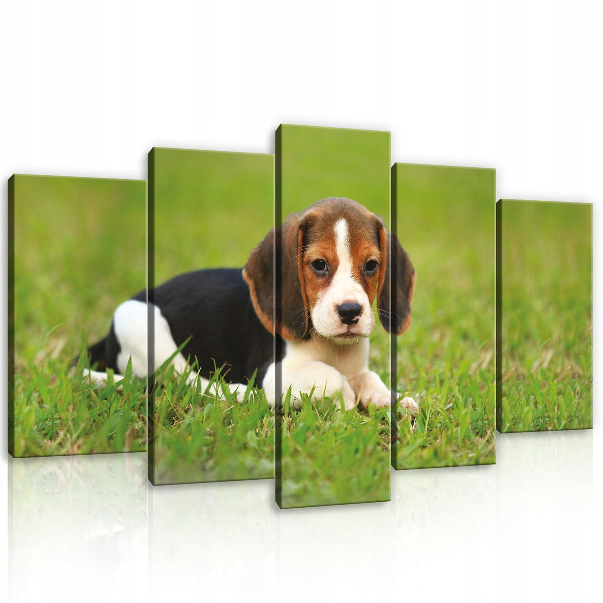 Obraz 100x60 Sladké štěně beagle léto radost pes příroda zeleň