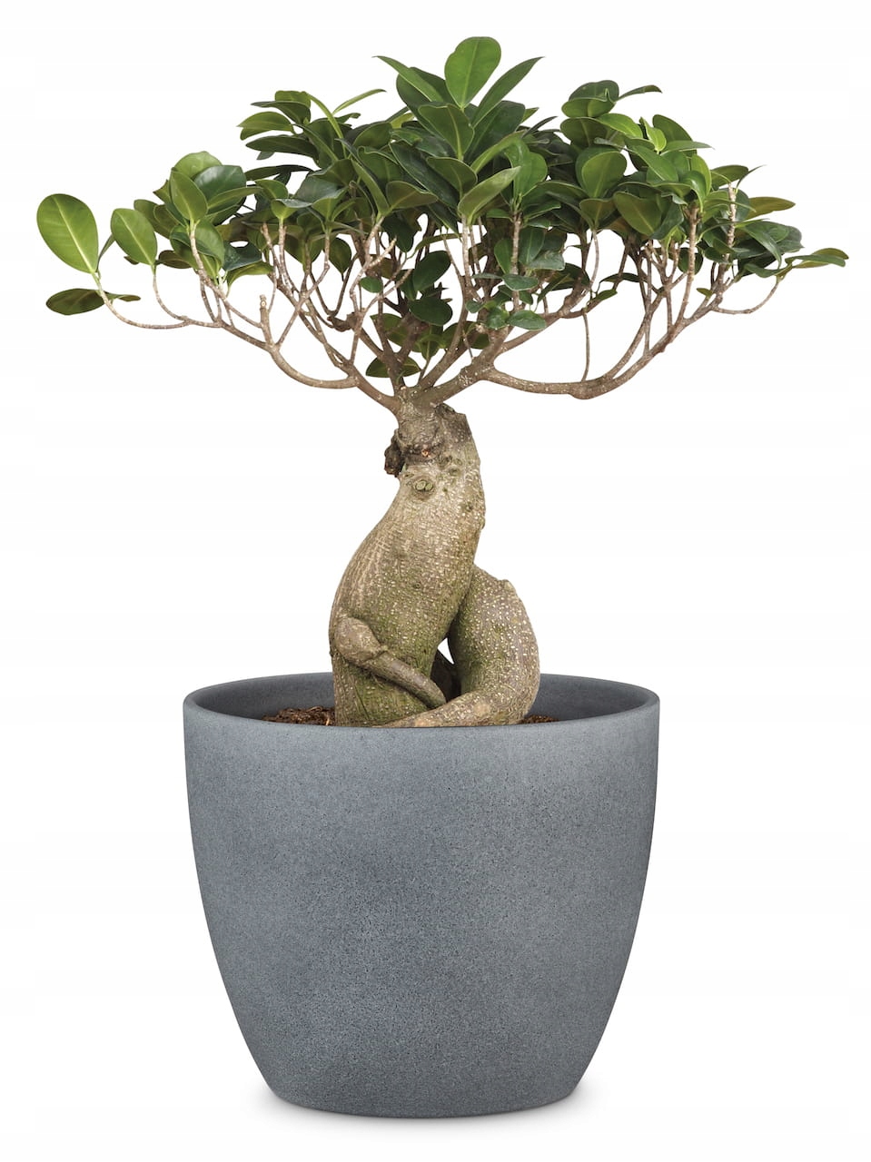 

Kamienna osłona doniczka antracyt śr. 28 Scheurich