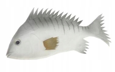 Przynęta Wędkarska Ryba Zabawka 24 CM Połowy