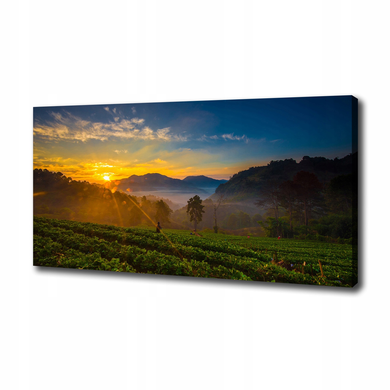 

Foto obraz na płótnie Plantacja herbaty 100x50 cm