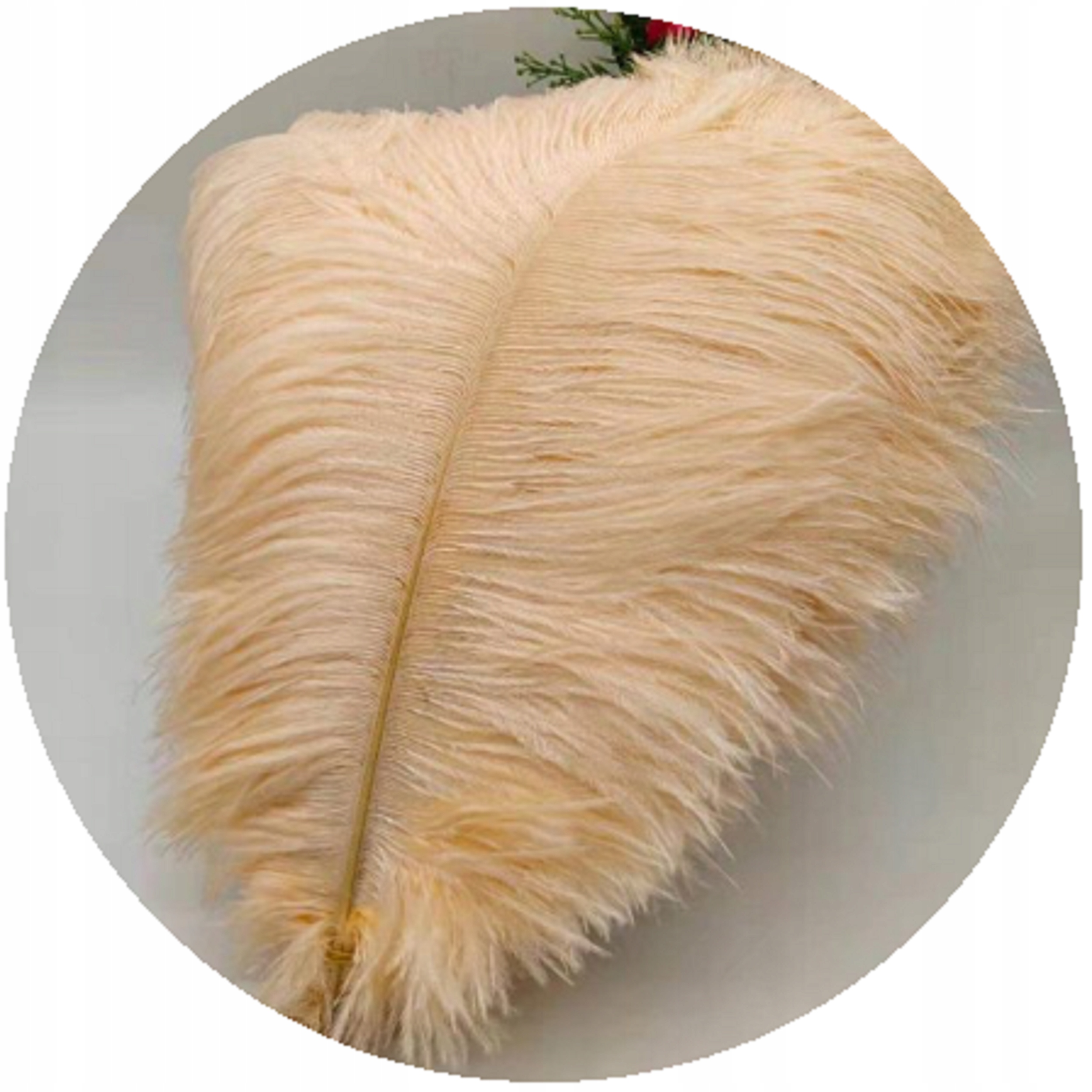 

Strusie pióro wanilia 45-50cm