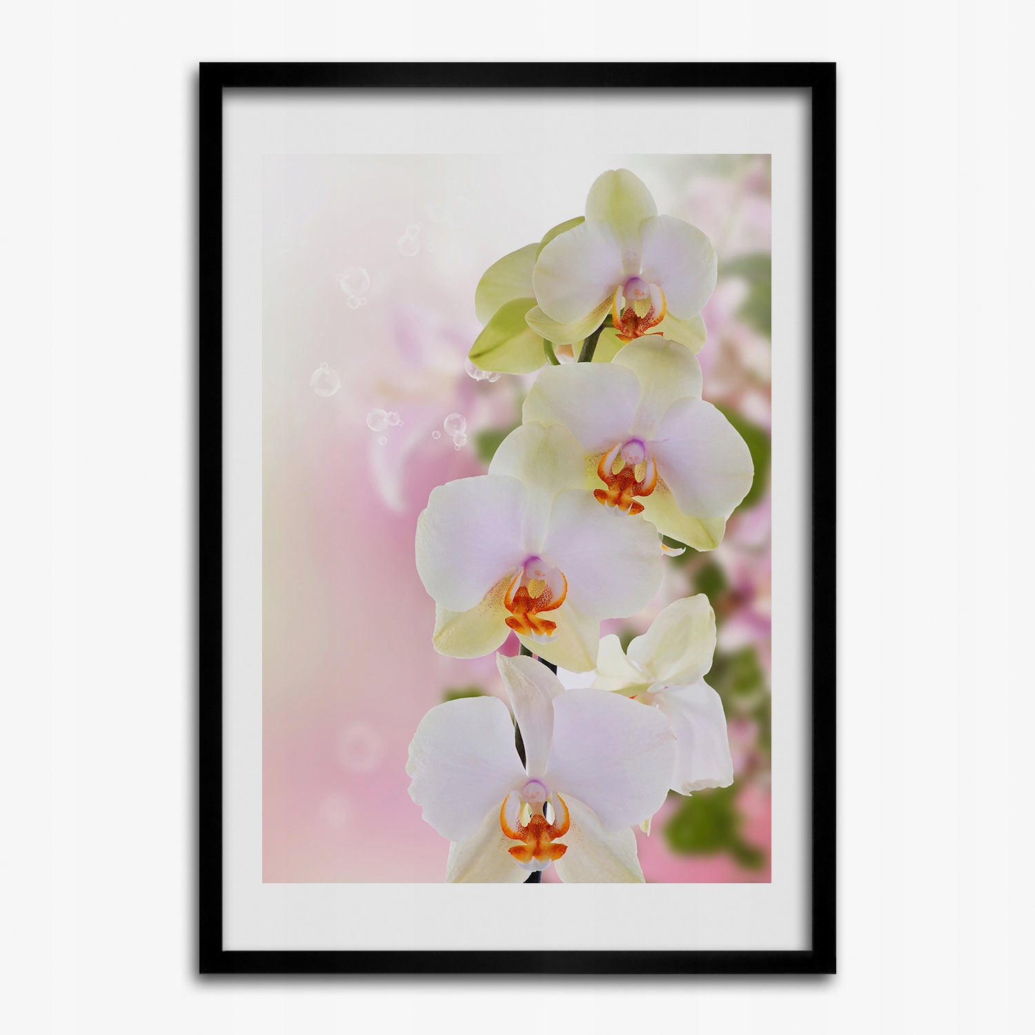 Obraz s rámečkem do obývacího pokoje Bílá orchidej 50x70 cm