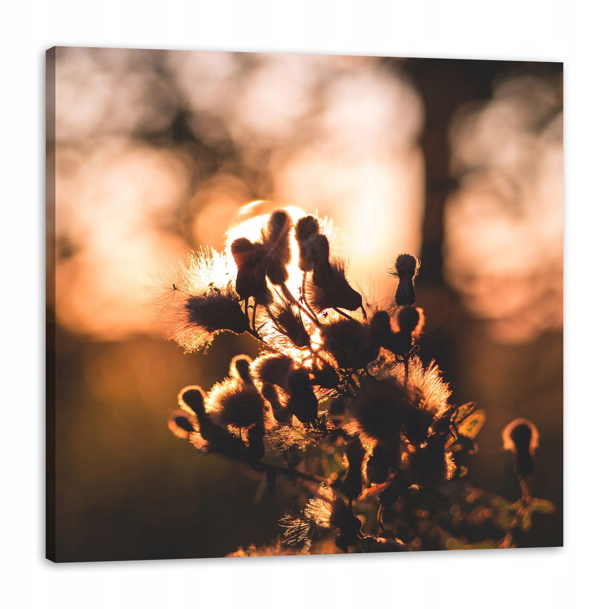 Obraz na plátně Botanika Ráno Východ Slunce Den 80x80 cm