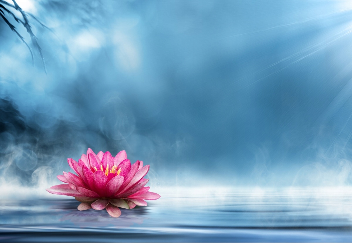 

Tapeta flizelinowa Kwiat lotosu 152x104