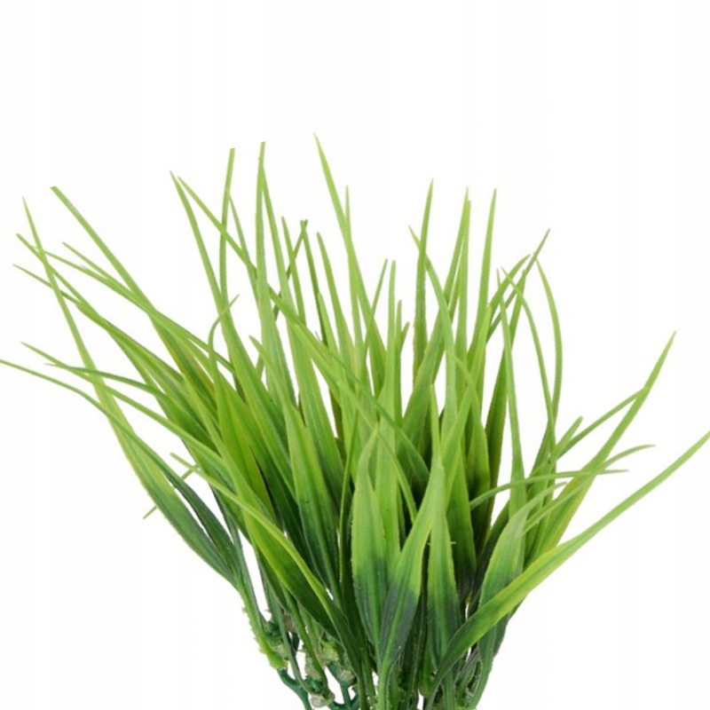 

Dracena Trawa Zielona Roślina Dekoracja Terrarium