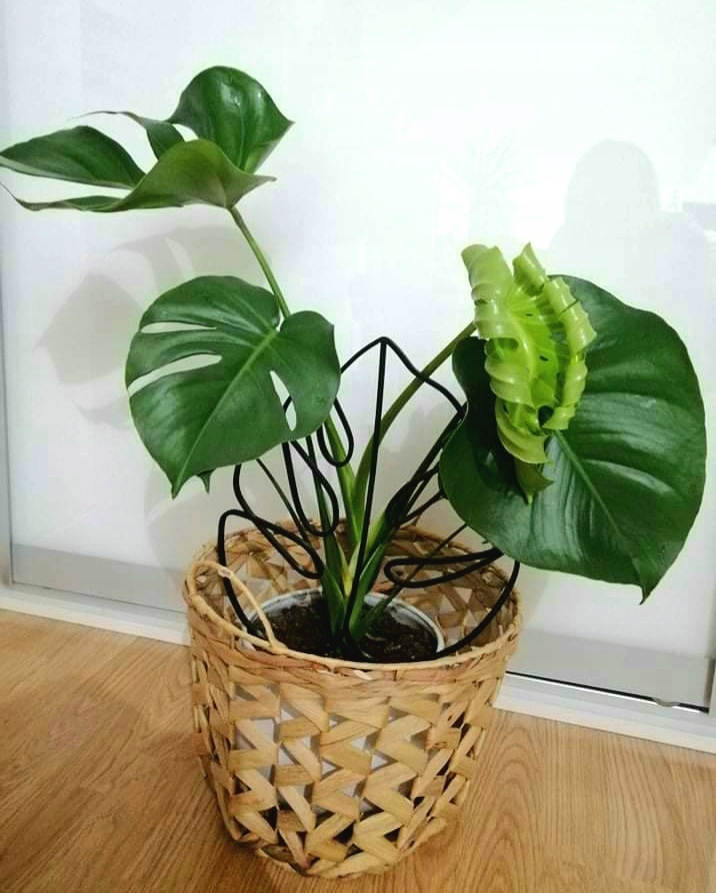 PODPÓRKA OZDOBA KWIATÓW ROŚLIN MONSTERA S 20 CM Kolor biały czarny odcienie brązu i beżu odcienie szarości i srebra odcienie zieleni