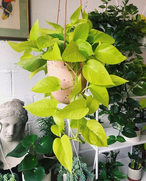 EPIPREMNUM NEON Golden Pothos NEONOWE LIŚCIE - PNĄCZE Roślina Sadzonka