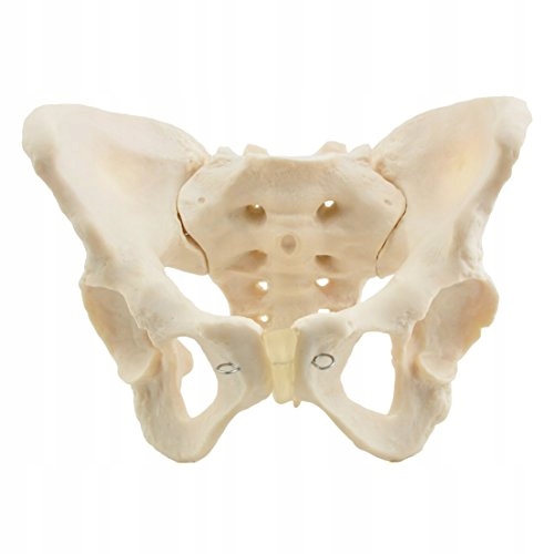 HEINESCIENTIFIC Model Anatomiczny Żeńskiej Miednicy Kostnej — miniatura 2