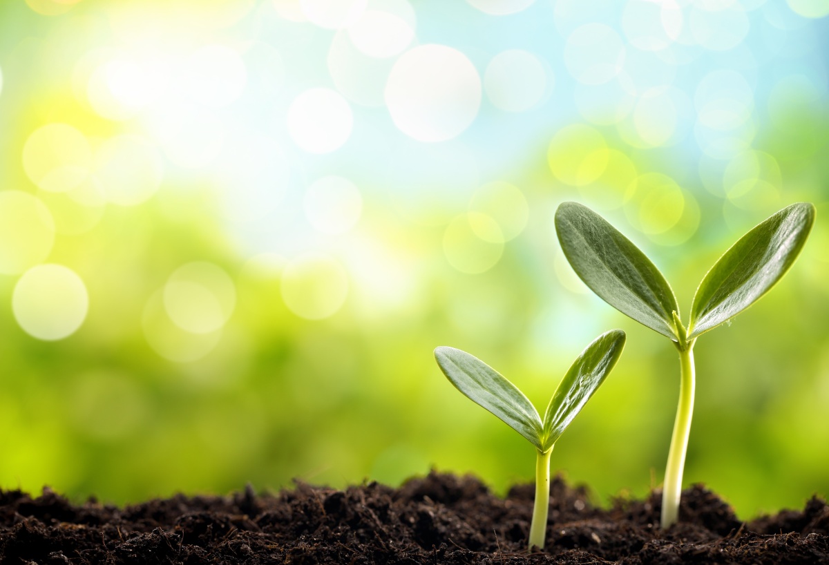 

Tapeta flizelinowa Kiełek fasoli - 104x70