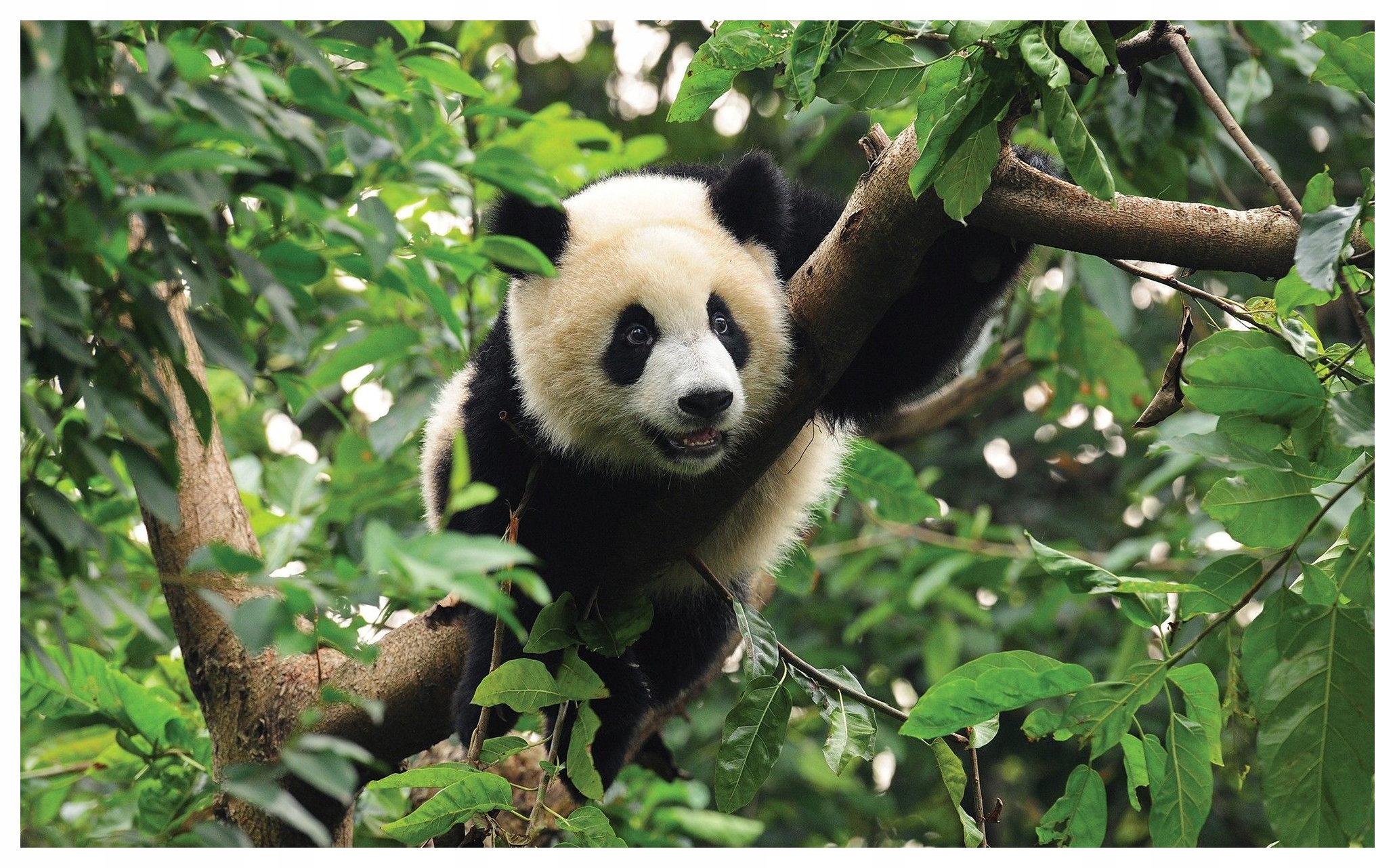 Fototapeta Panda v zelené vinylové barvě 254x184 lepidlo