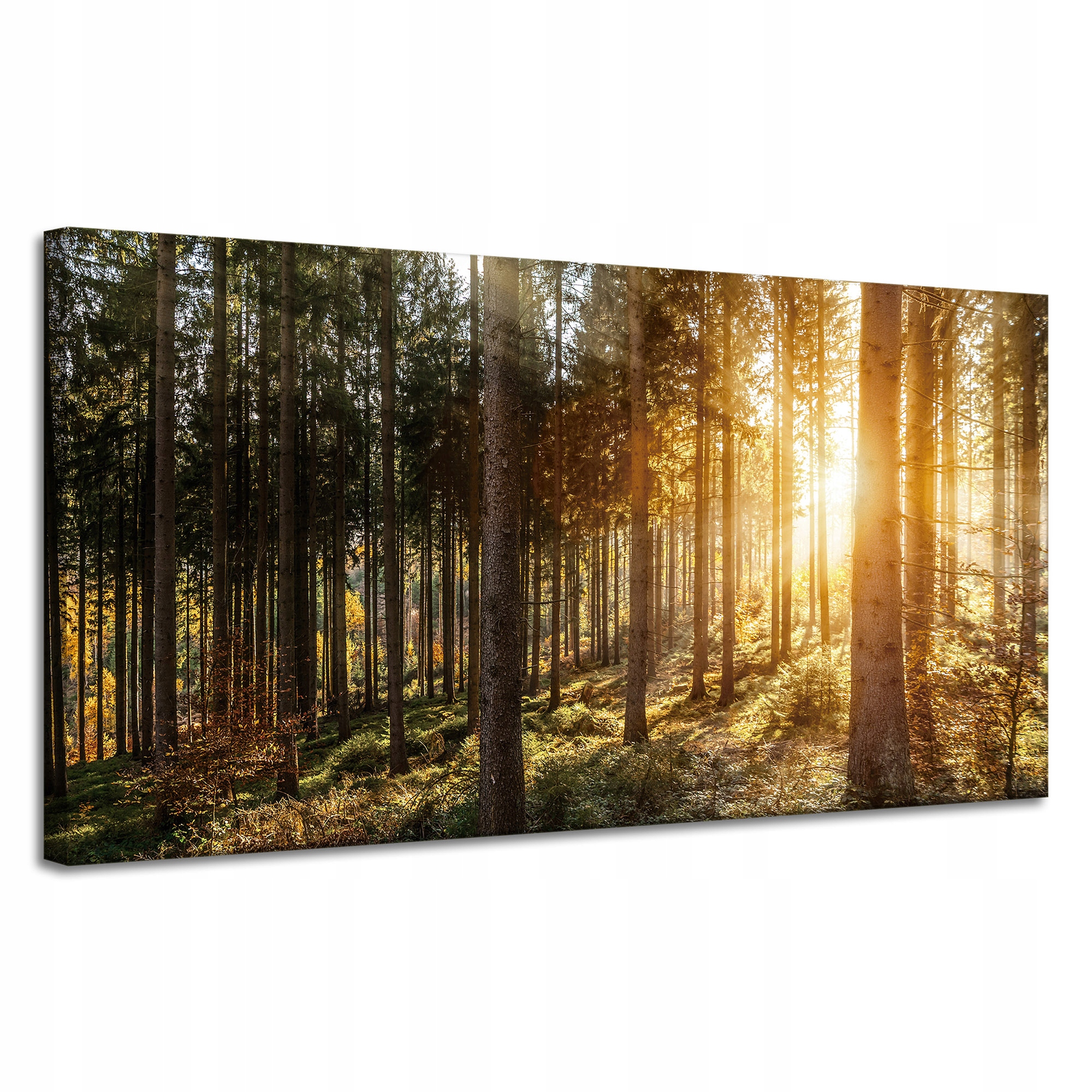 Obraz na plátně Břízy Stromy Slunce Ráno 120x60 cm Ideální jako dárek