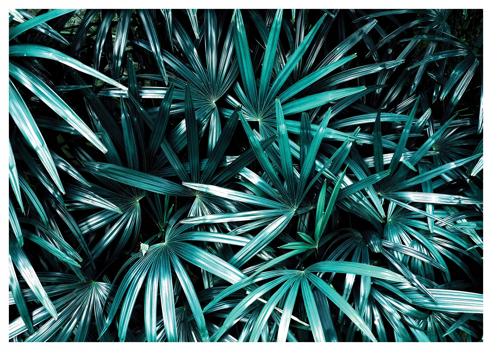 Fototapeta Palmy Listy Tropický vzor 368x254 Exotika Sviežosť lepidlo