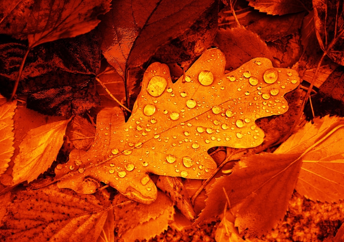 

Fototapeta Flizelinowa Liść Dąb - 208x146