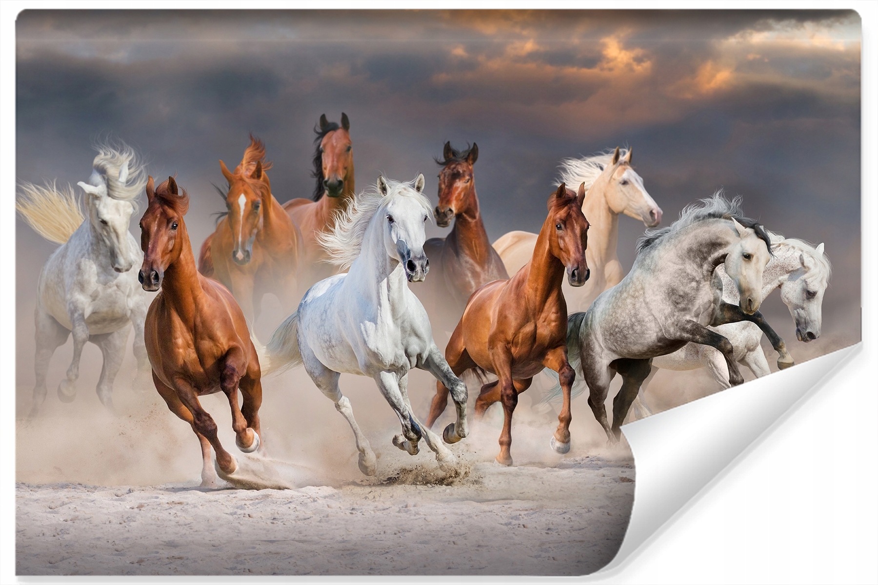 

Fototapeta Konie w Galopie Pustynia Chmury 180x120