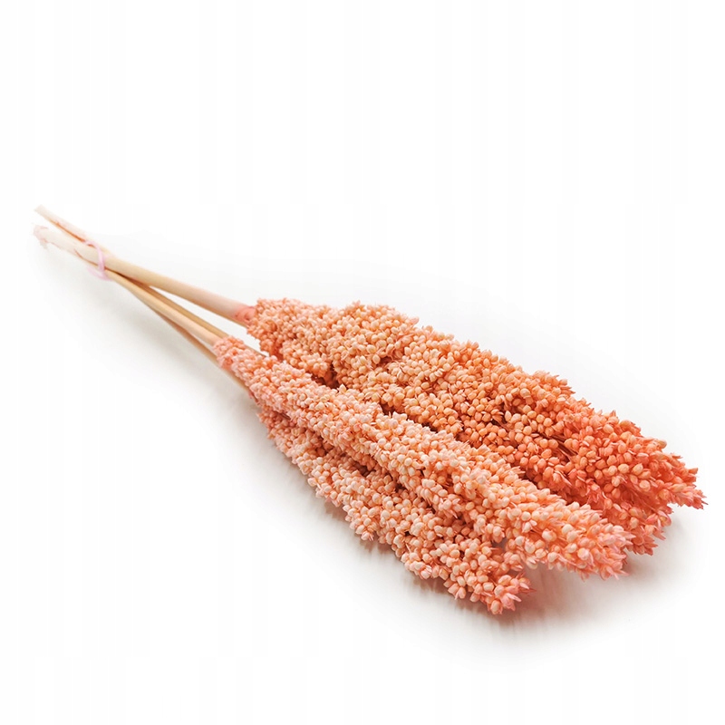

Sorgo millo różowe suszone susz boho kwiat