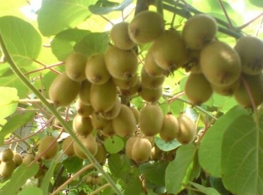KIWI JADALNE ADAM PA 555
