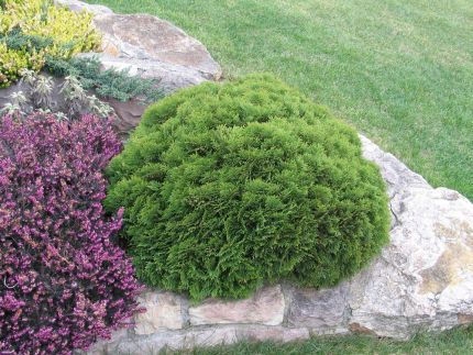 ТУЯ ДАНИКА СФЕРИЧЕСКАЯ КРАСОТКА УДАРИЛ ПО ОКАНТОВКЕ