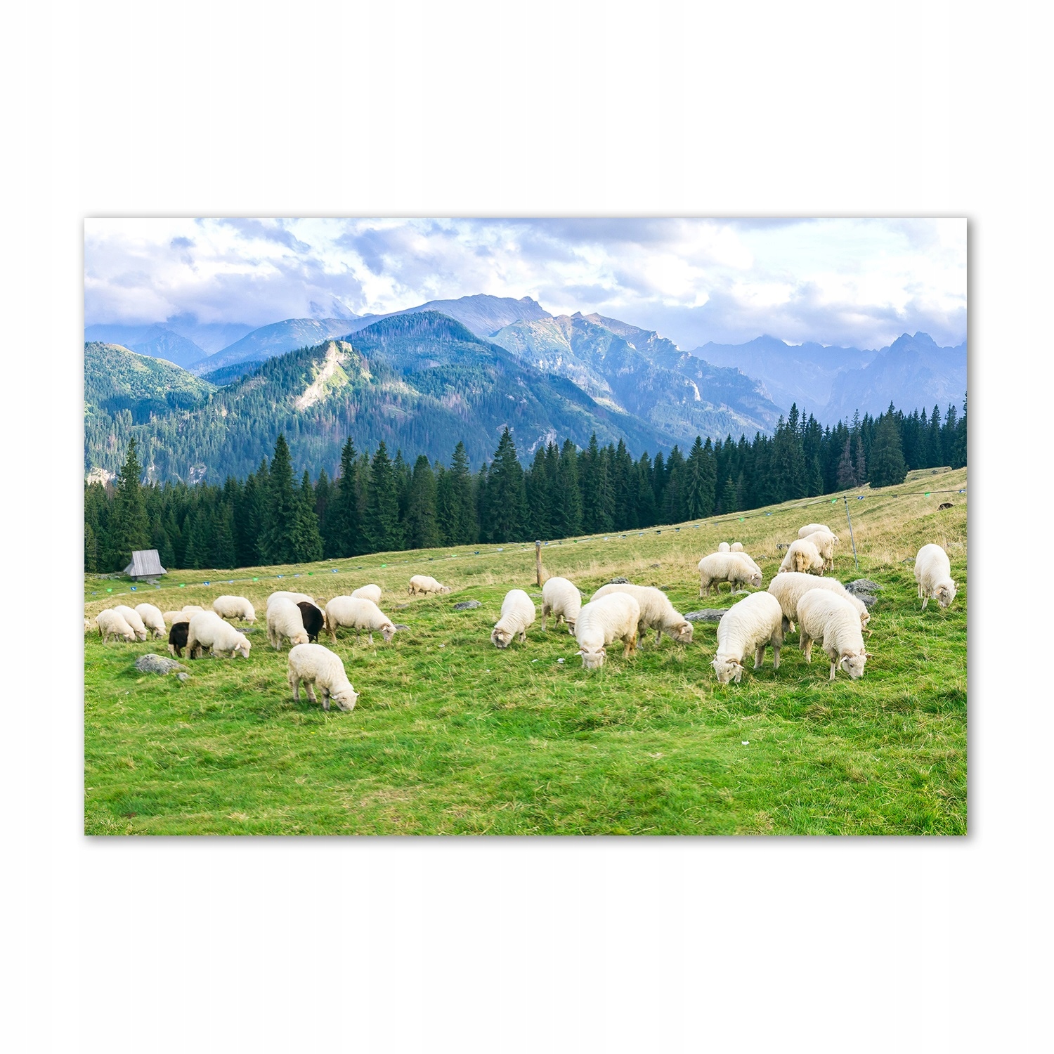 

Foto obraz szkło hartowane Owce w Tatrach 100x70