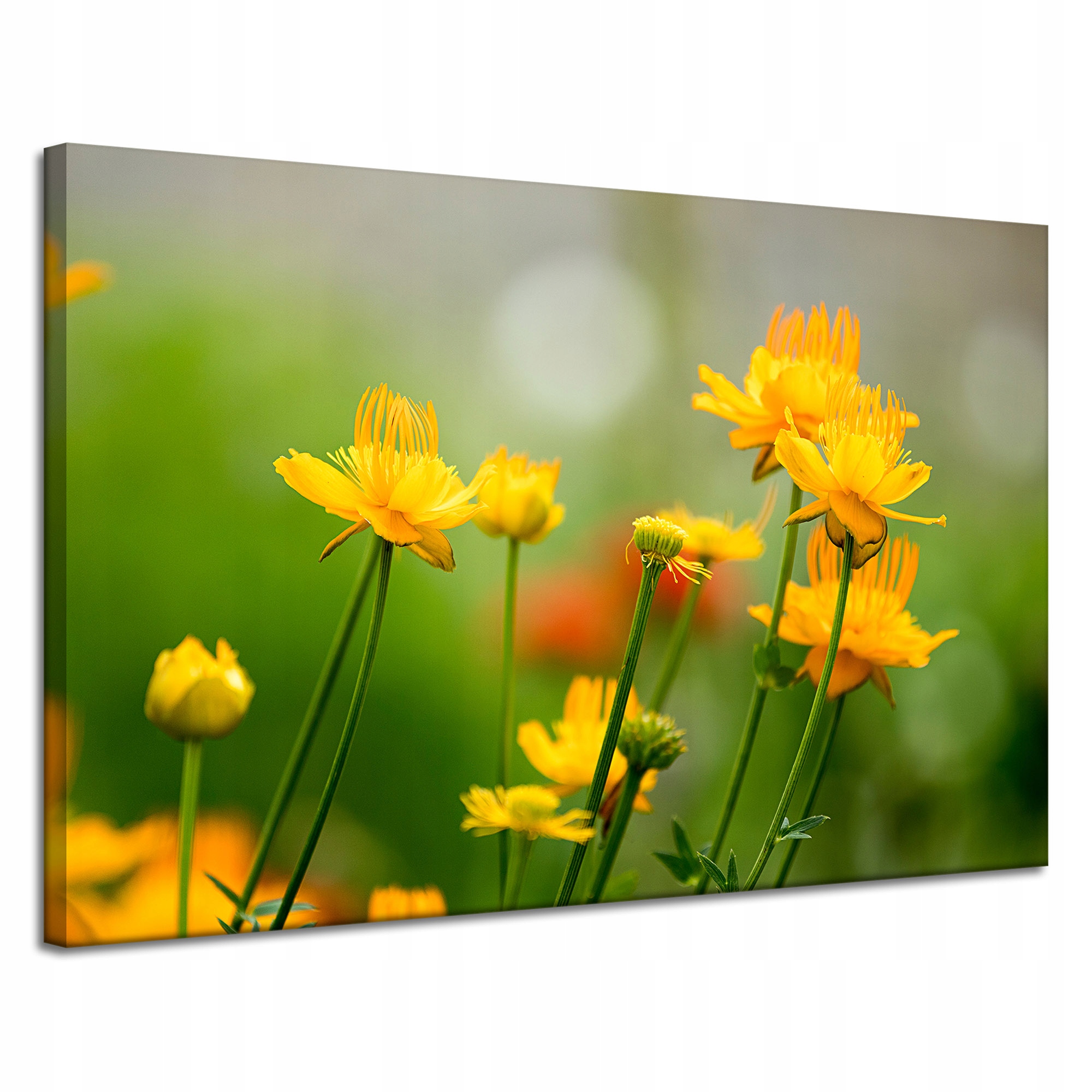 Obraz Canvas Botanika Polní květy žluté 120x80