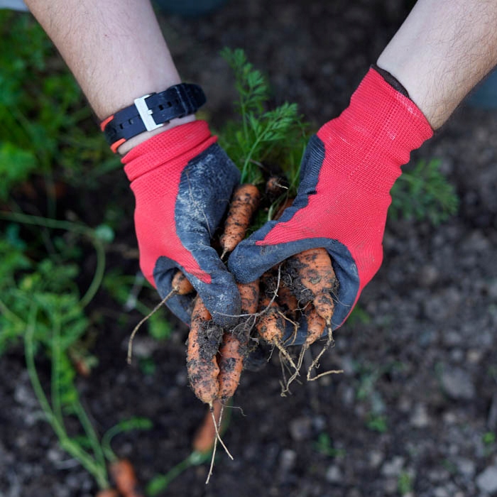 RĘKAWICE OGRODNICZE x12 par RĘKAWICZKI OCHRONNE OGRODOWE DAMSKIE - XS R.6 Rozmiar XS