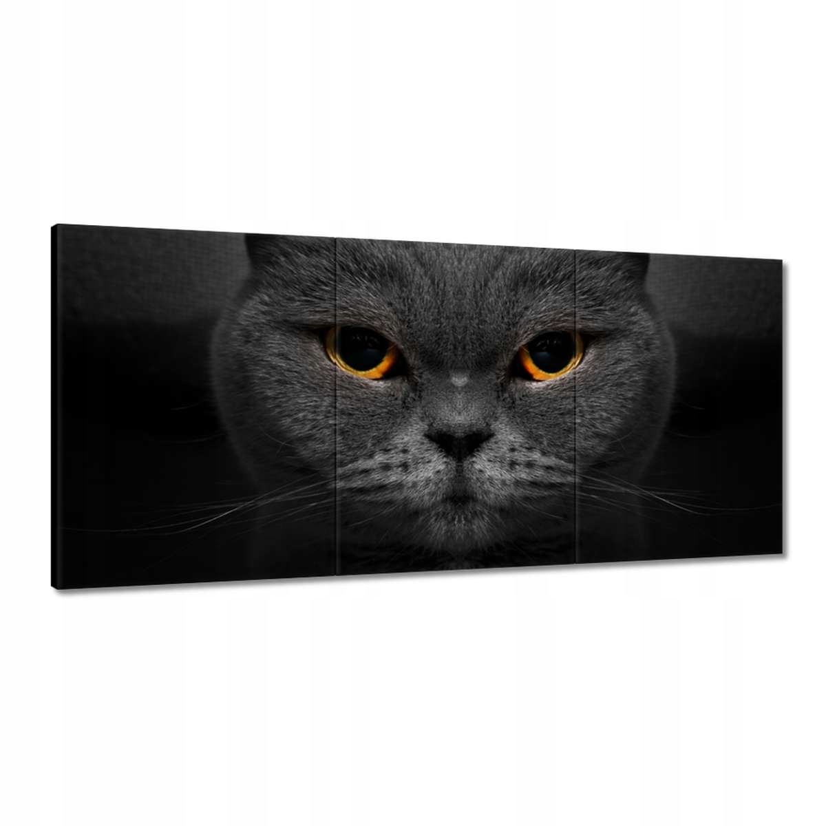 Obrazy 210x100 Dôstojná mačka