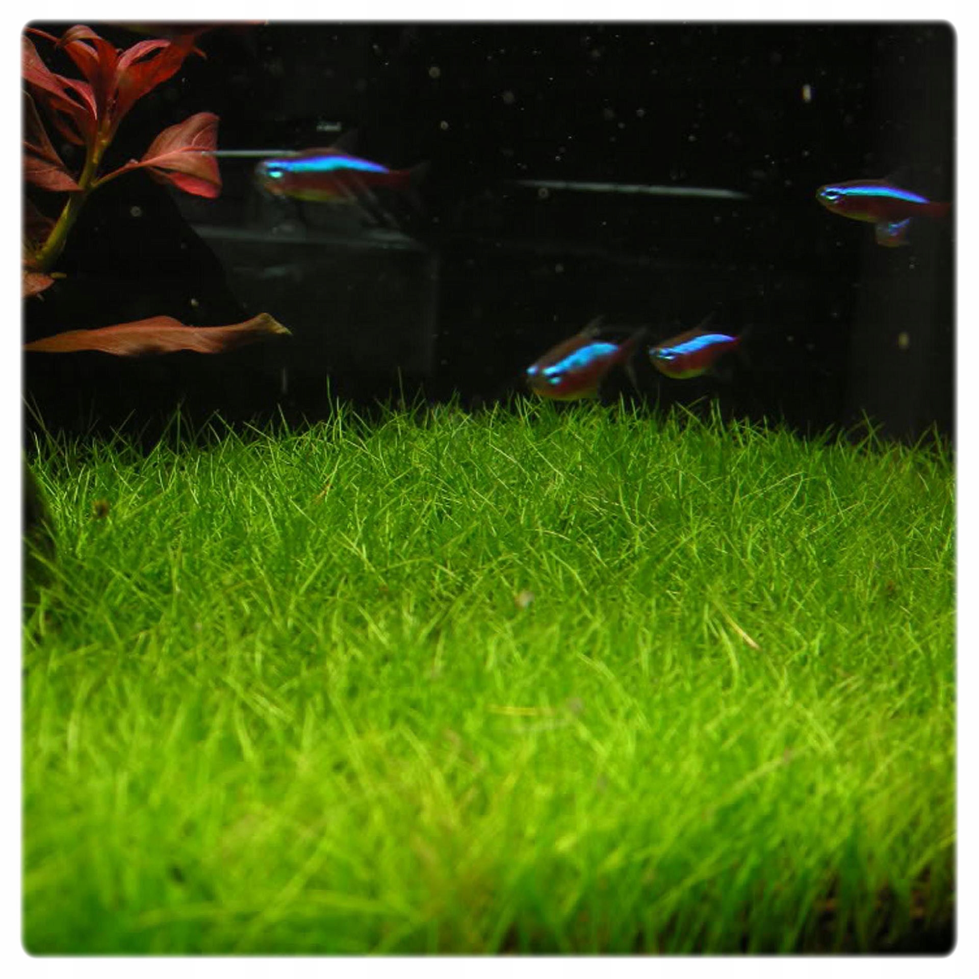 ZESTAW ŁATWYCH ROŚLIN DO AKWARIUM + PĘSETA GRATIS Kod producenta 5906479080077