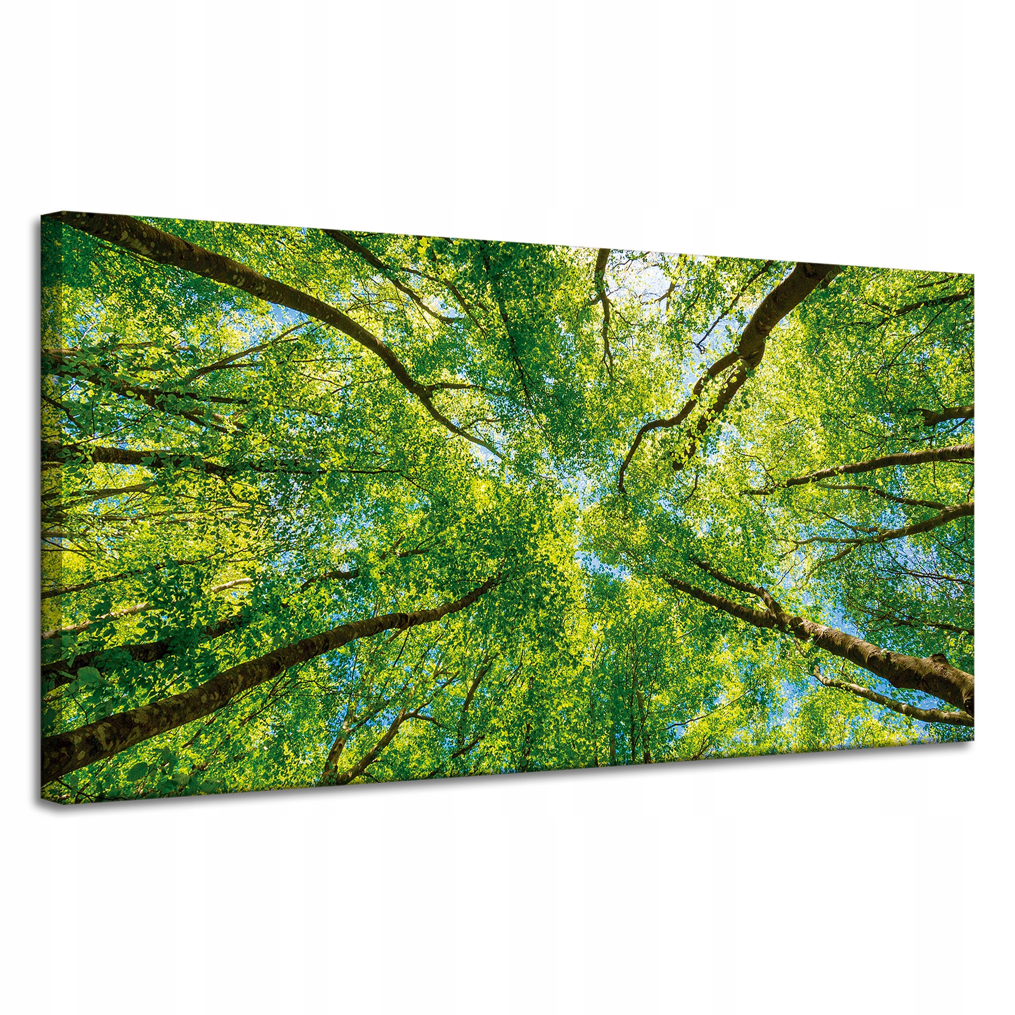 Obraz na plátně Stromy Listy Příroda Les Jaro 120x60 cm