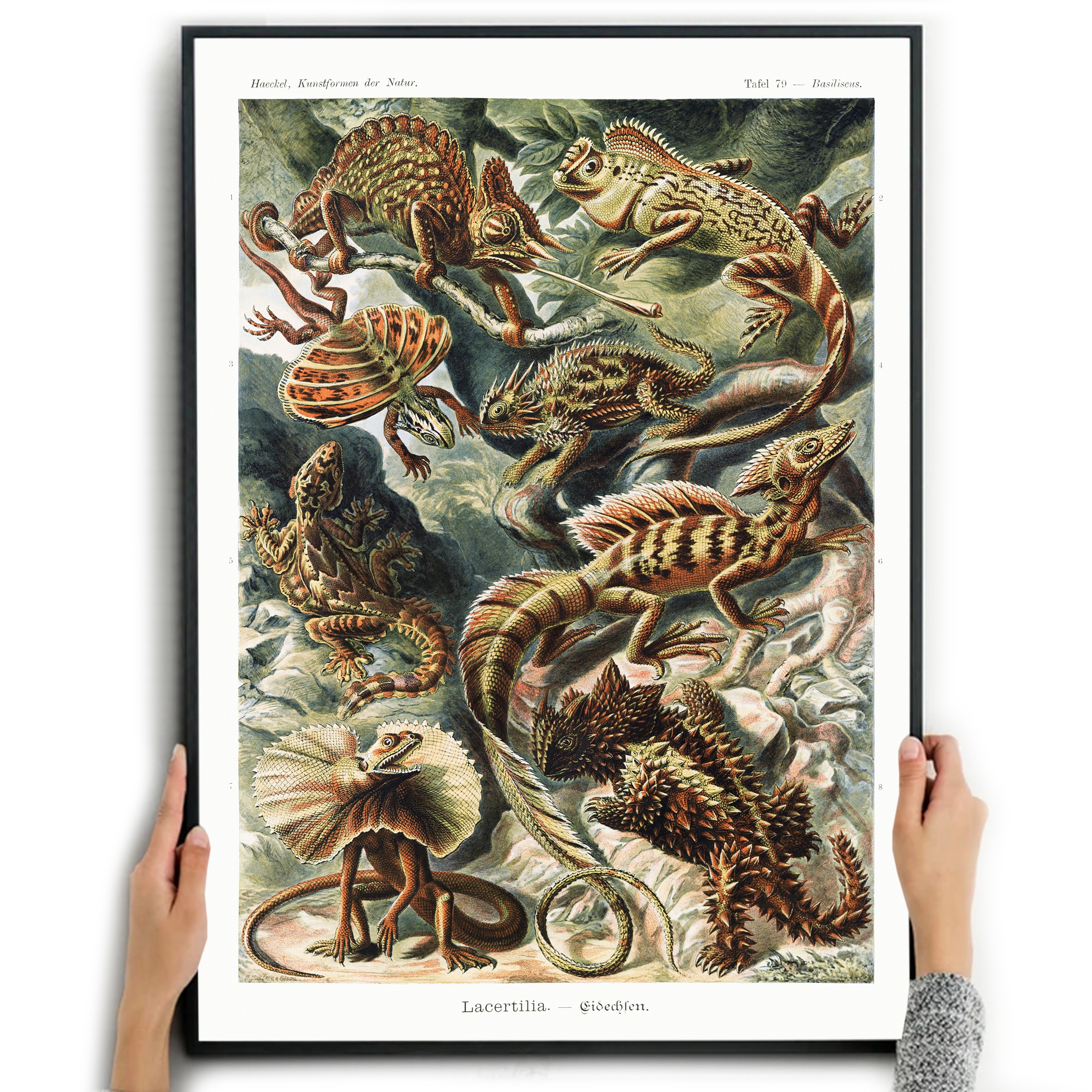 

Plakat Obraz Jaszczurki Ernst Haeckel A2