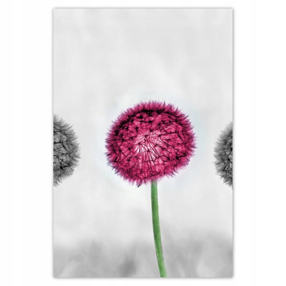 

Plakat samoprzylepny 40x60 Różowy dmuchawiec Kwiat