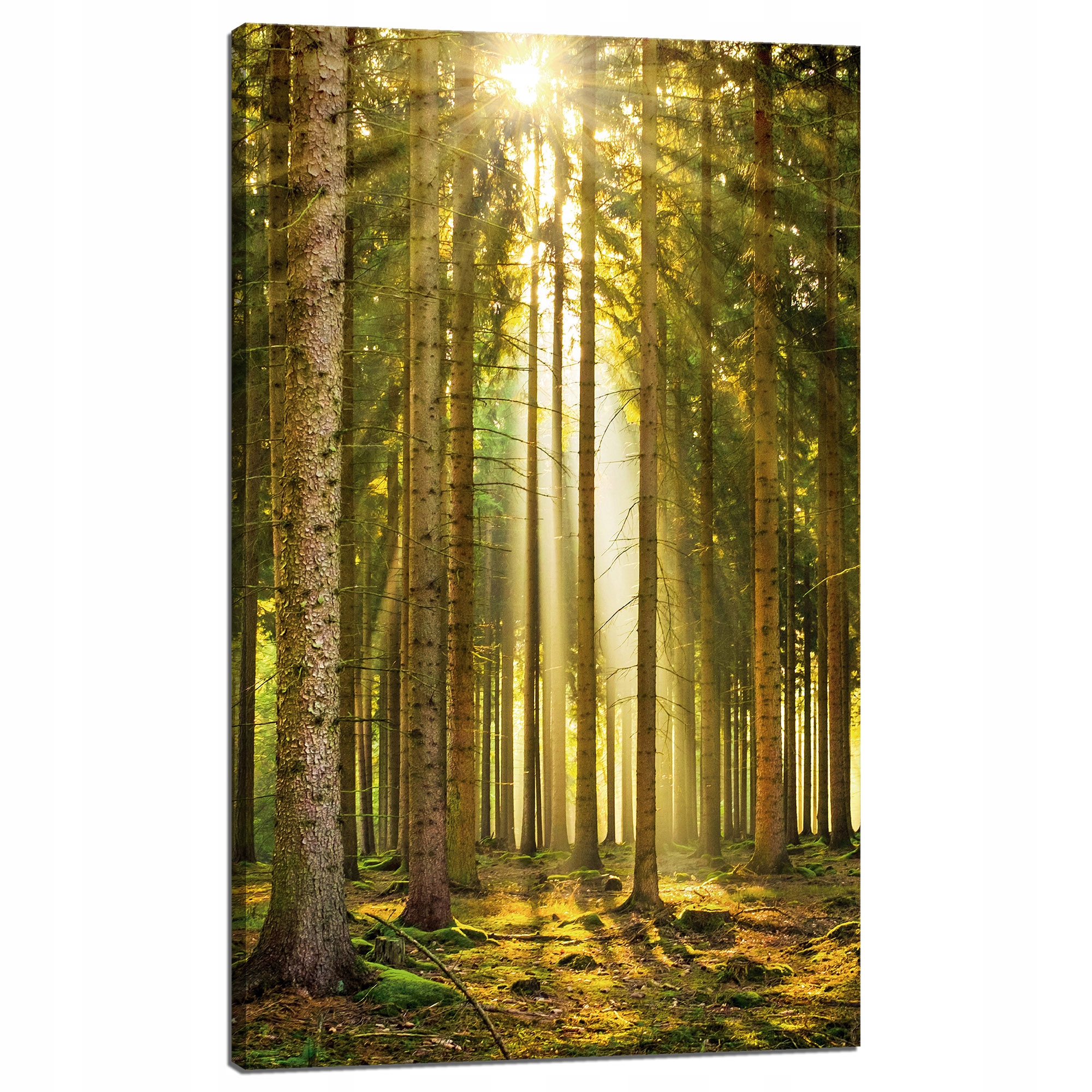 Obraz na plátně Les Stromy Slunce Příroda Jaro 60x100 cm