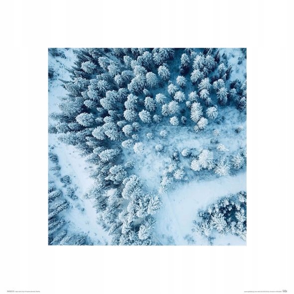 

Zimowy Las - reprodukcja 60x80 cm