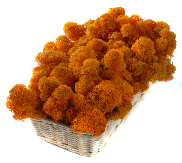 Mech ozdobny CHROBOTEK RENIFEROWY 50g Orange Marka MyFlowers