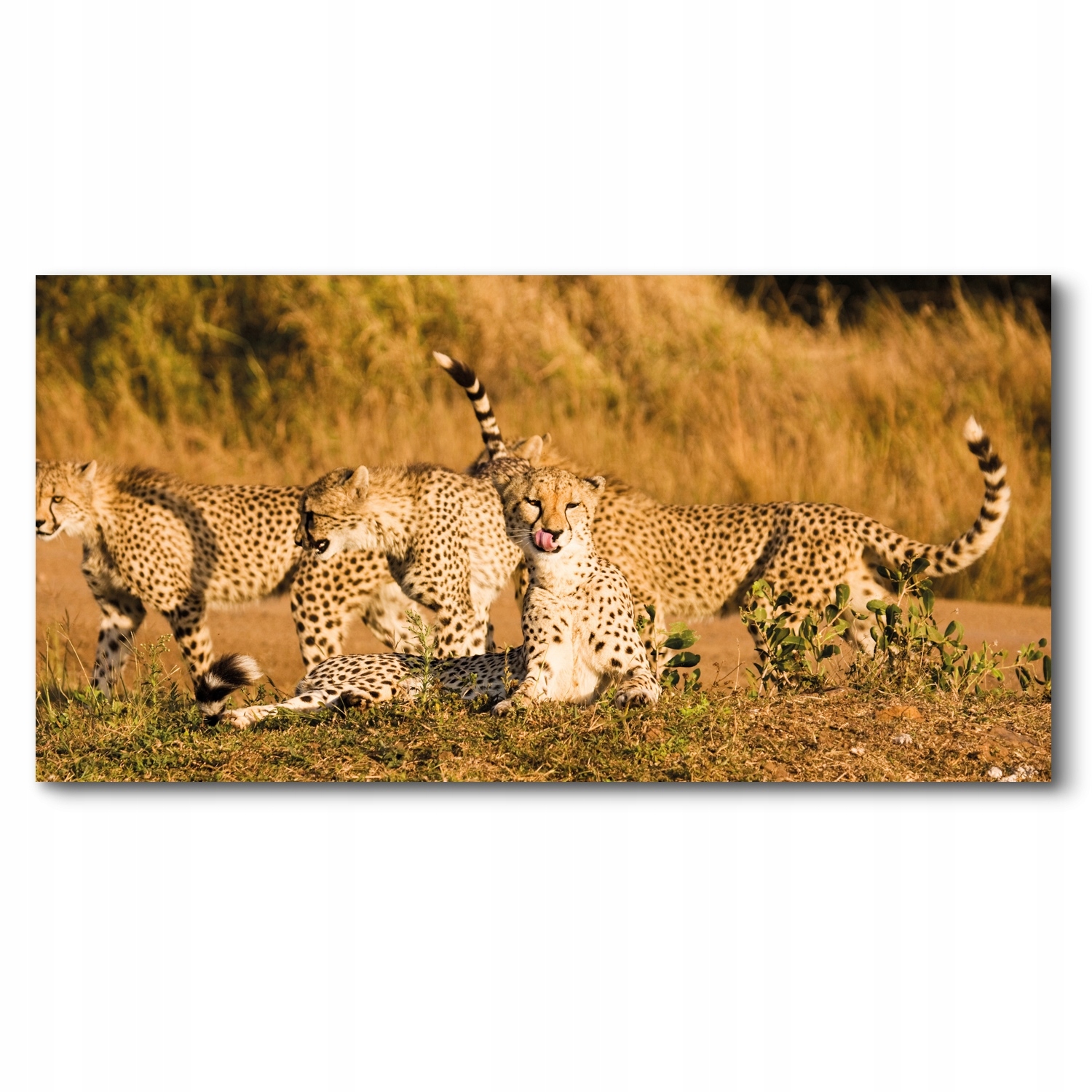 Gepardy savana 140x70 Foto na plátne na stenu