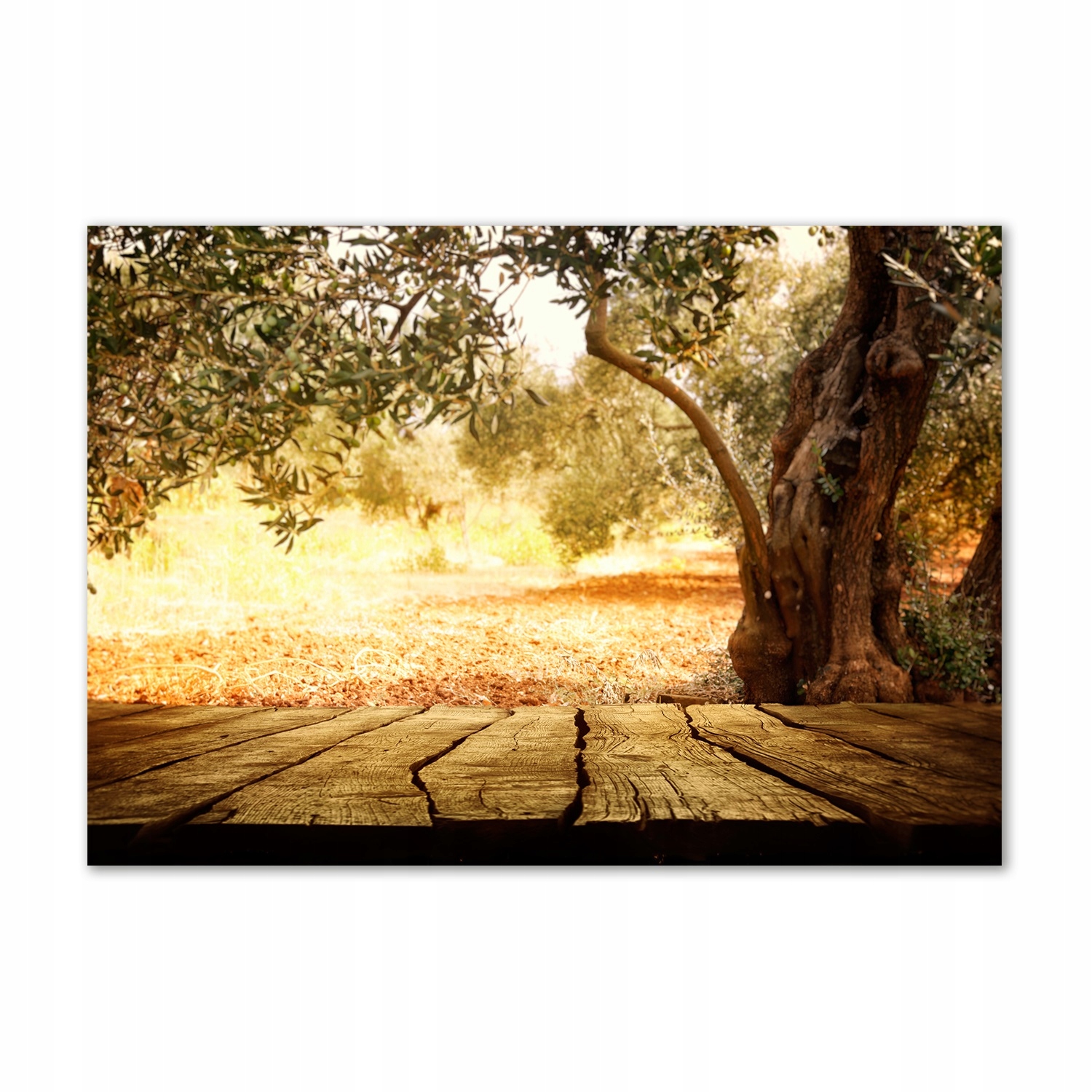 

Foto obraz szkło akrylowy Drzewo oliwne 100x70 cm