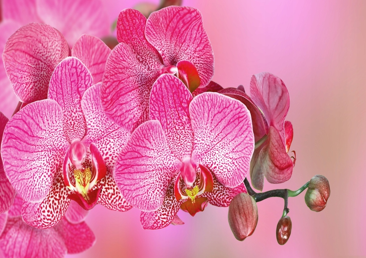 

Tapeta flizelinowa Różowy Orchidea - 208x146