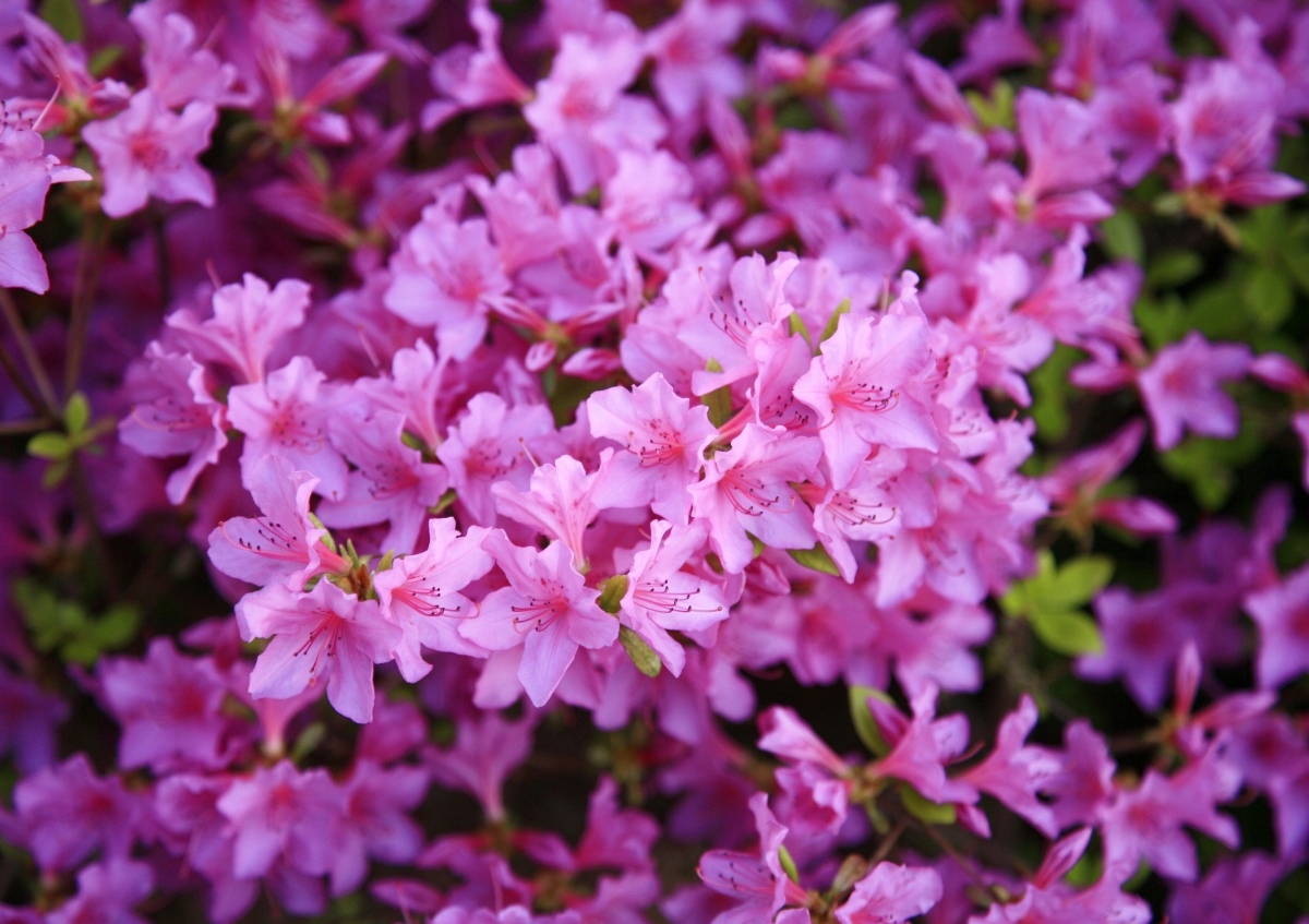 

Tapeta Flizelinowa Rododendron Różowy - 208x146