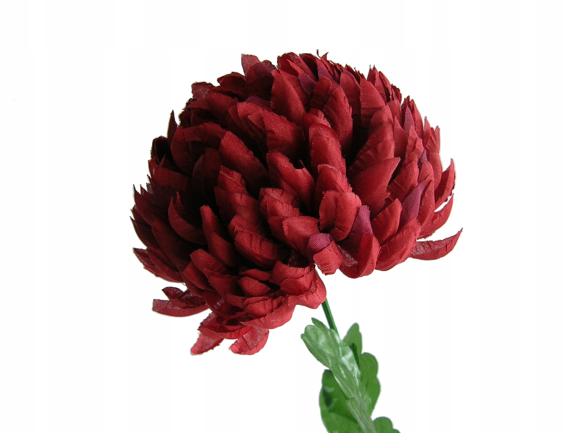 

Chryzantemy Chryzantema Bordo Gałązka