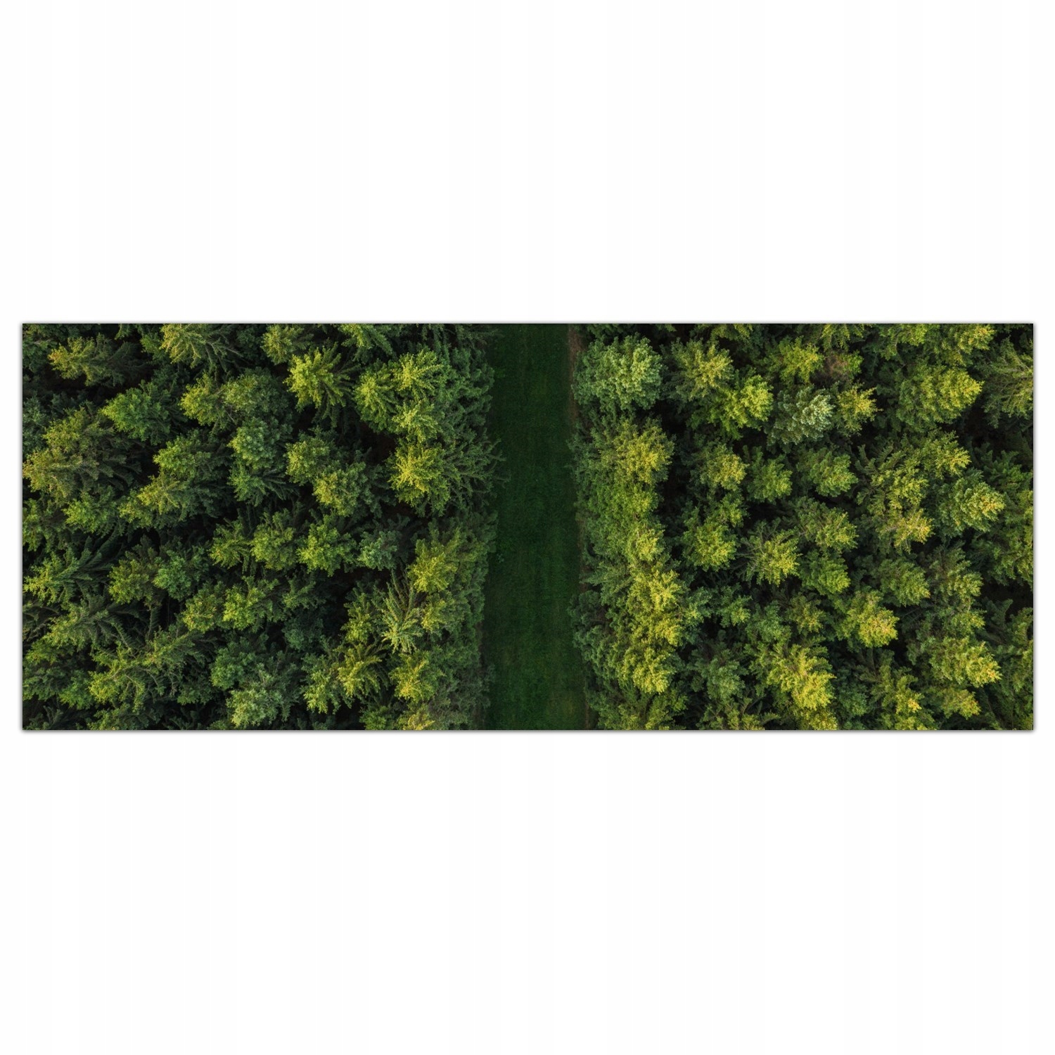 Cesta Les Stromy 125x50 Ochranný kuchyňský panel