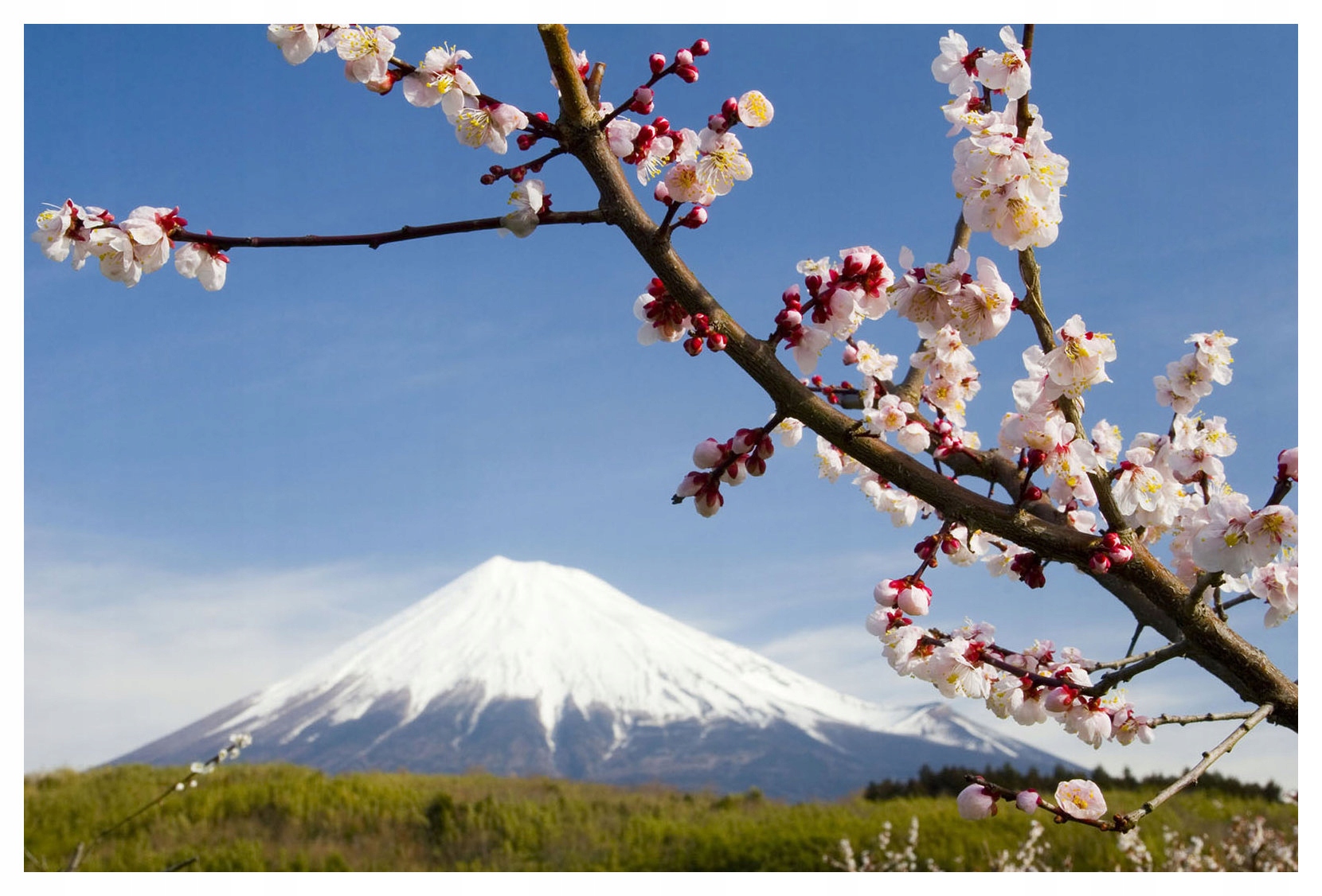 Vliesová fototapeta Fuji Japonská jar vo vašom dome 368x254 lepidlo