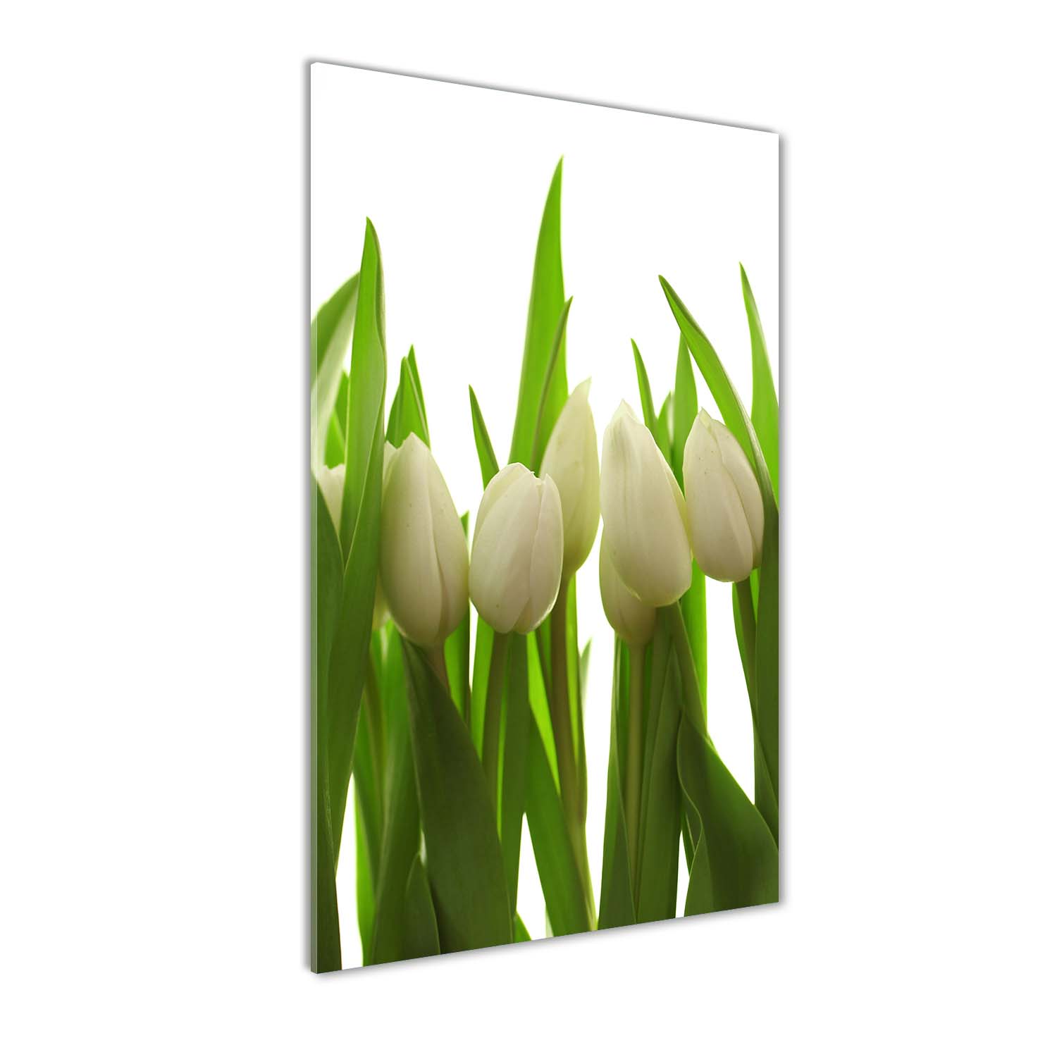 Fotoobraz na skle Bílé tulipány 50x100