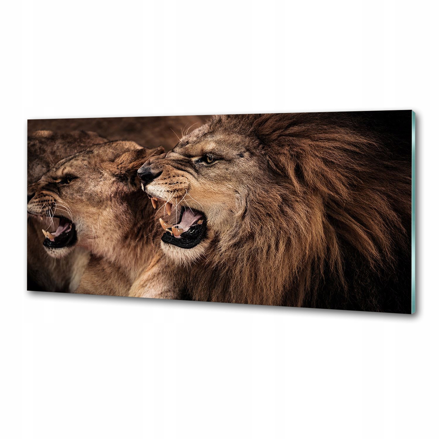 Panel dekor sklo Ryčiace levy 125x50 cm Lepidlo
