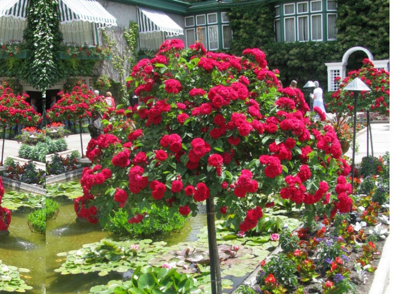 Róża Na Pniu Czerwona 533