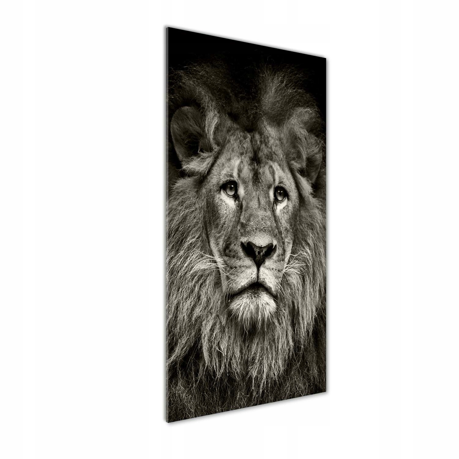 

Nowoczesny obraz zdjęcie na akrylu Lew 50x125 cm