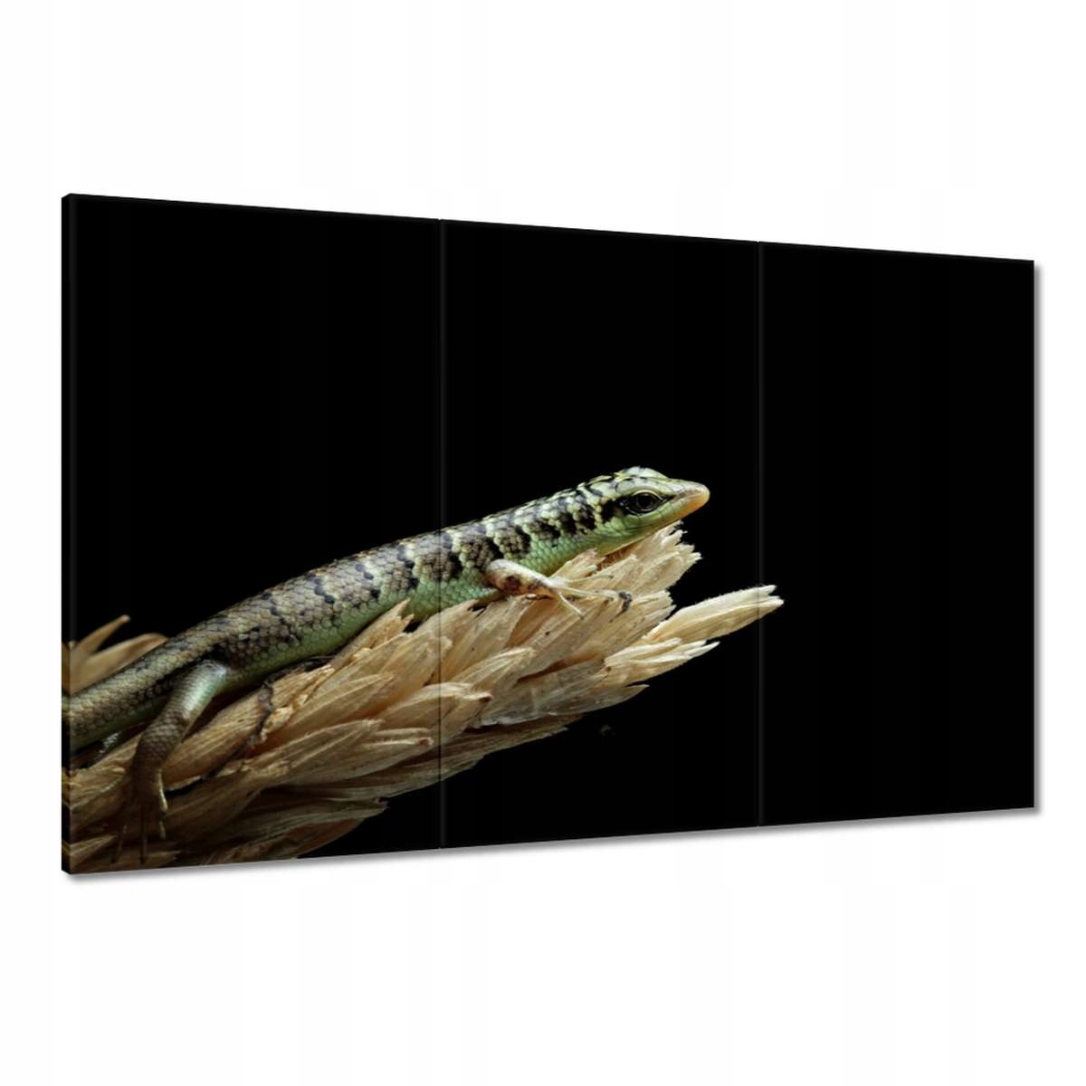 Obrazy 120x80 Indonéská ještěrka
