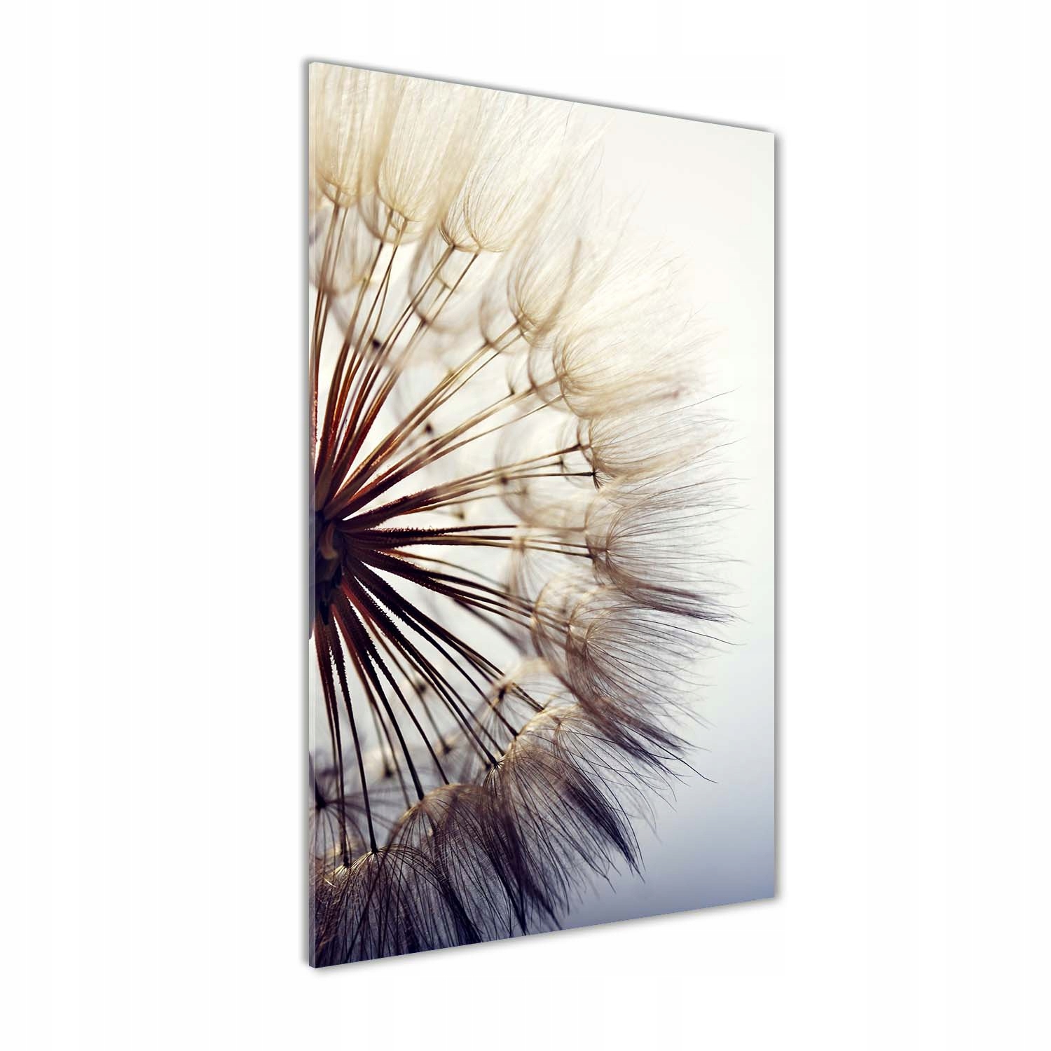 Akrylový fotoobraz na zeď Pampeliška 60x120 cm