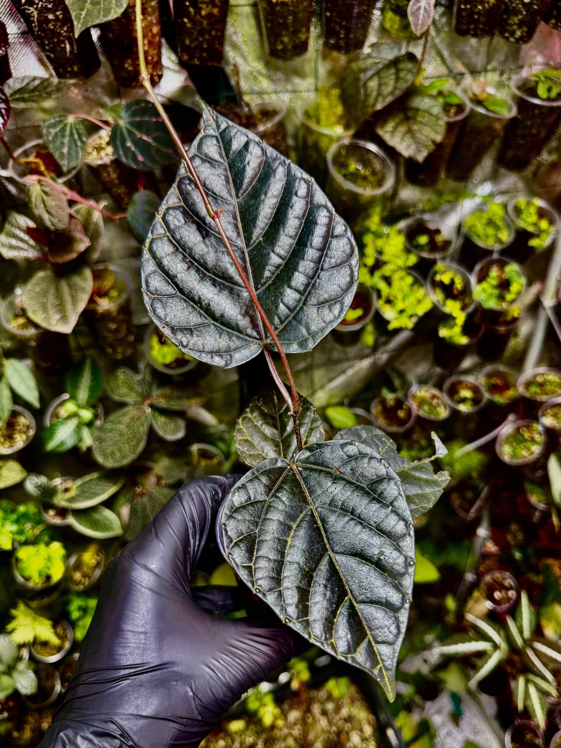 Piper sp. „Borneo Black“ rostlina paludárium exotická popínavá rostlina