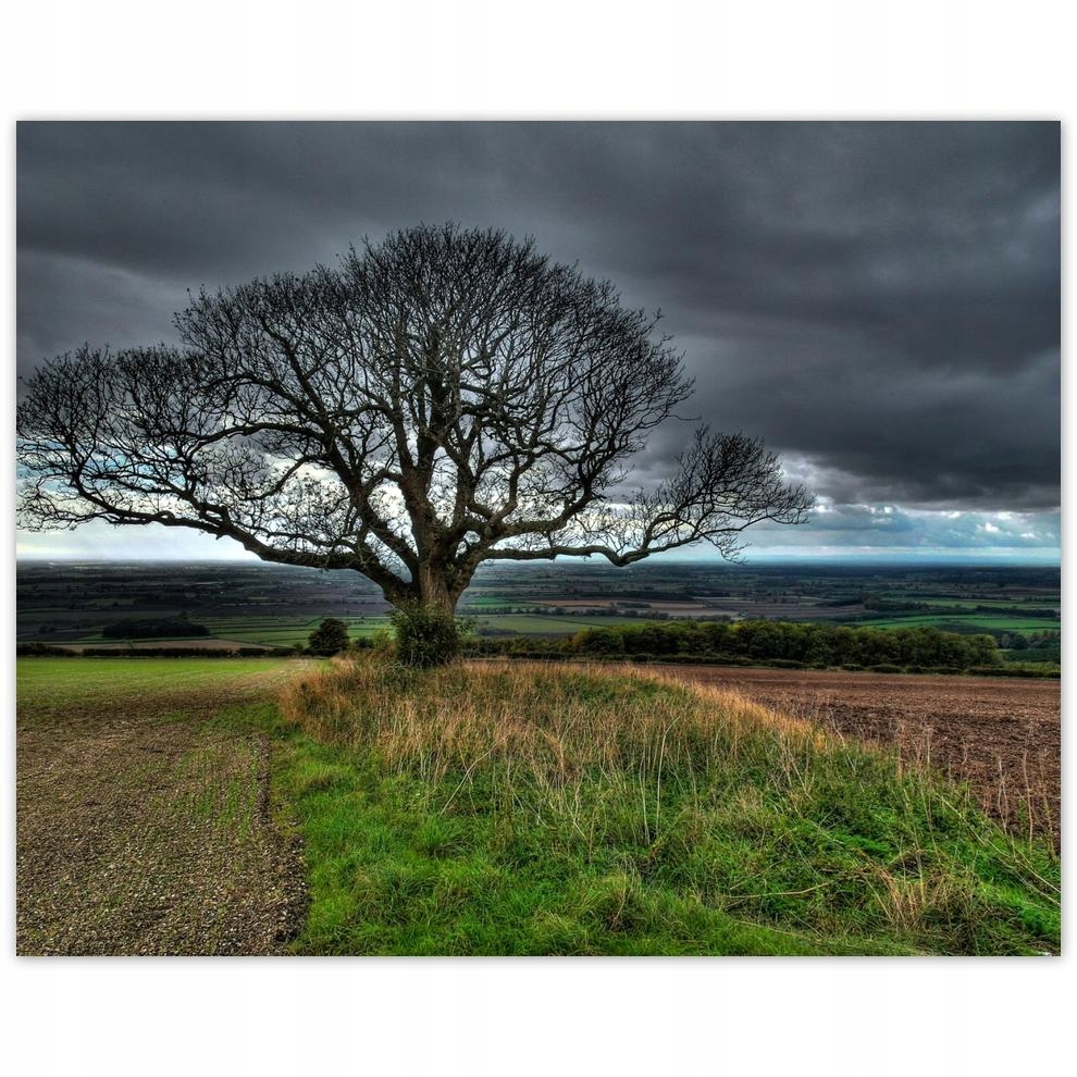 

Plakat 50x40 Drzewo pejzaż
