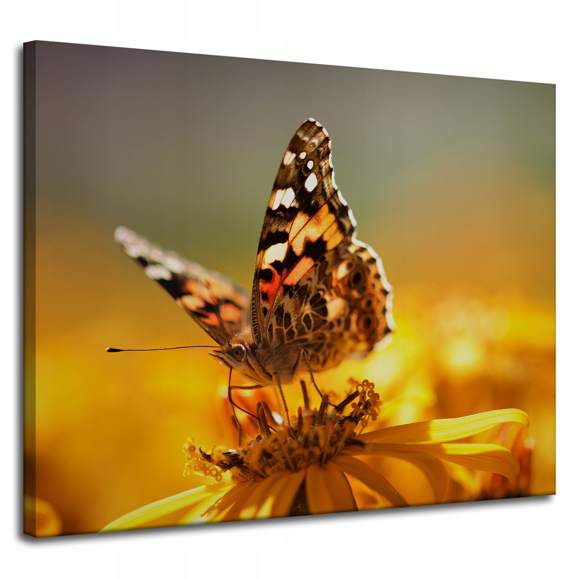 Obraz na plátně Zvířata Motýl na květině 100x80
