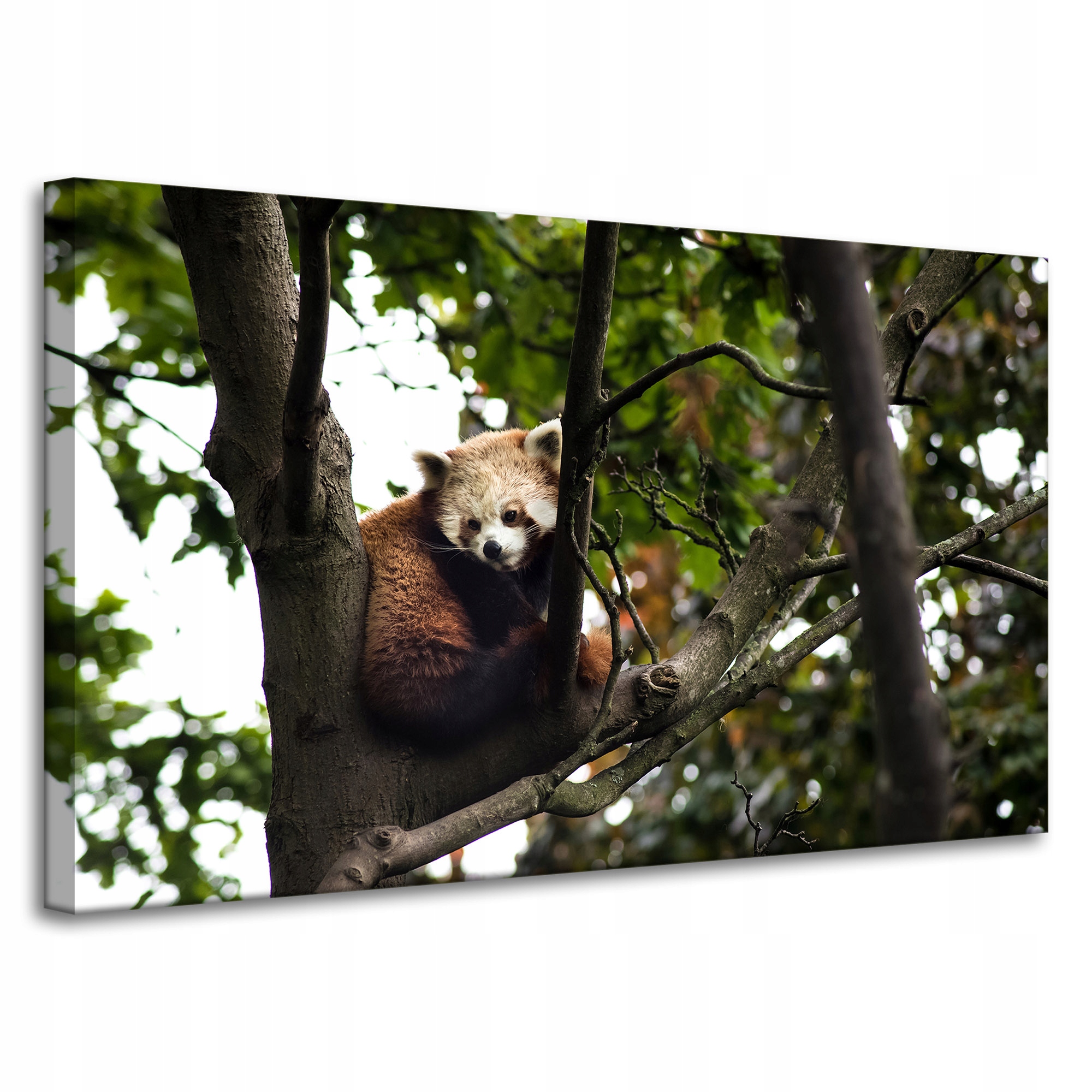 Obrazy na plátně Zvířata Panda červená 100x60