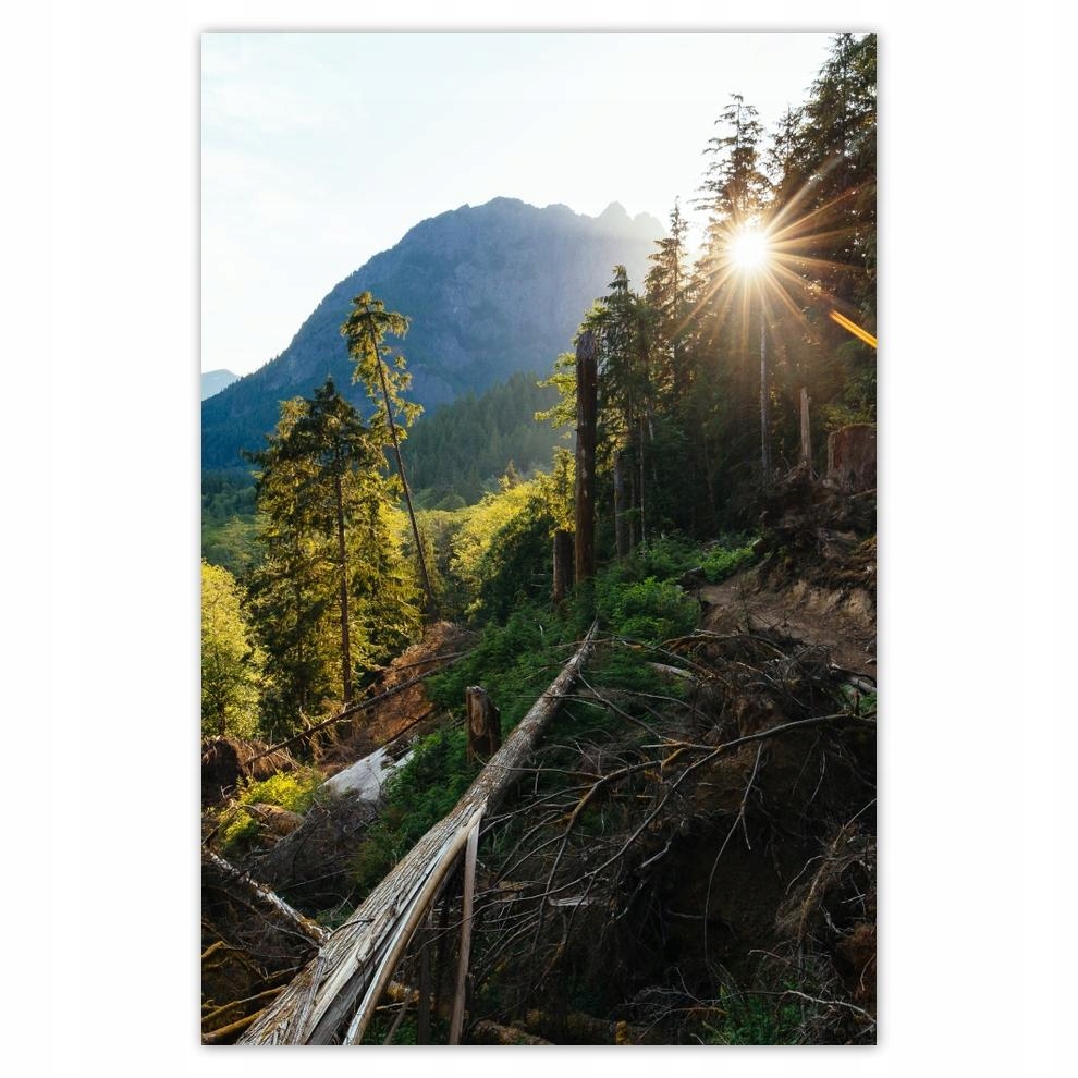

Plakat 62x93 Góry Słonce Las Ścieżka